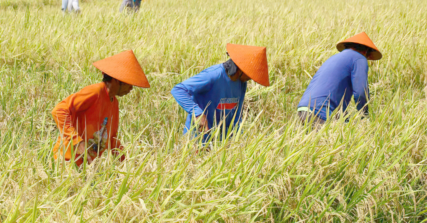 From soil to success: DA’s future-ready agriculture
