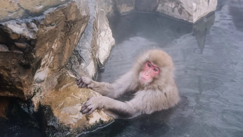 ‘SNOW MONKEY’ PARK TO CAP VISITORS AFTER OVERCROWDING, BAD BEHAVIOR