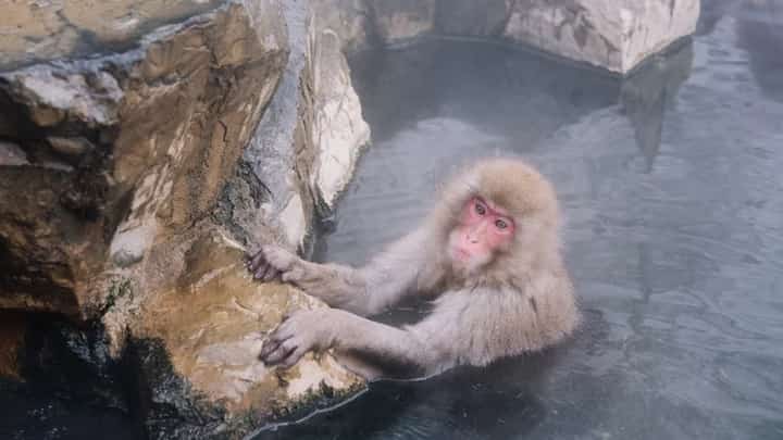 ‘SNOW MONKEY’ PARK TO CAP VISITORS AFTER OVERCROWDING, BAD BEHAVIOR