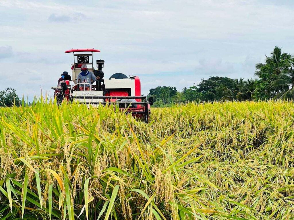NPCC mulls extending P50 rice cap