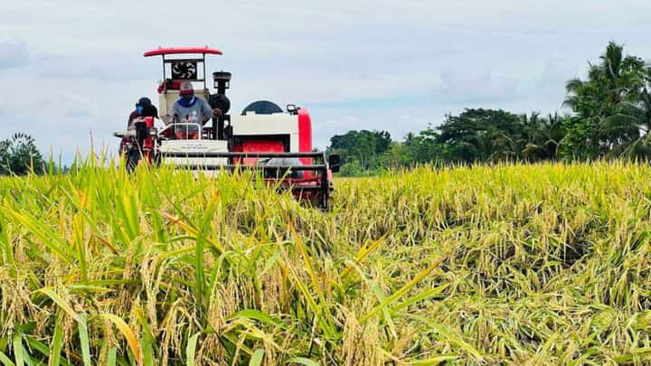 NPCC mulls extending P50 rice cap