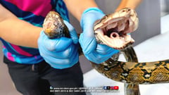 Sawa, tinaga ng natakot na residente sa Valenzuela