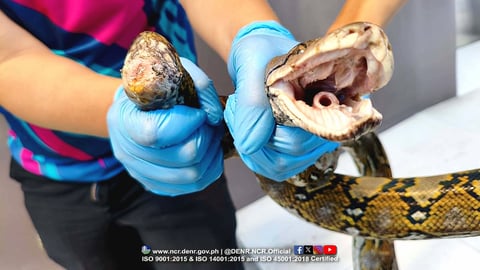 Sawa, tinaga ng natakot na residente sa Valenzuela