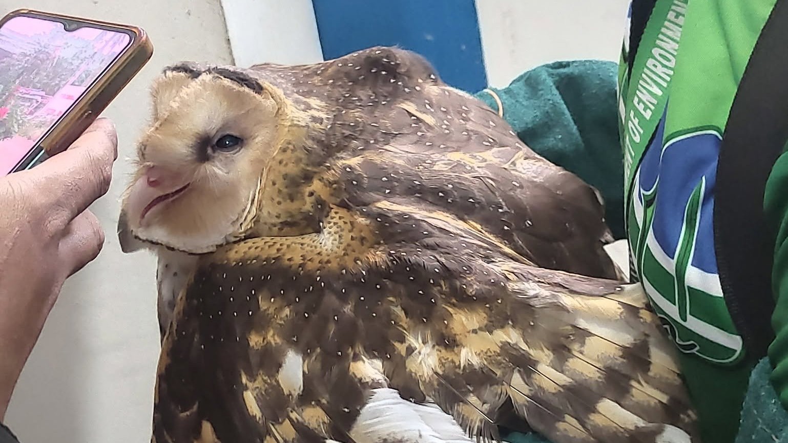 DENR releases Eastern Grass Owl back into the wild 