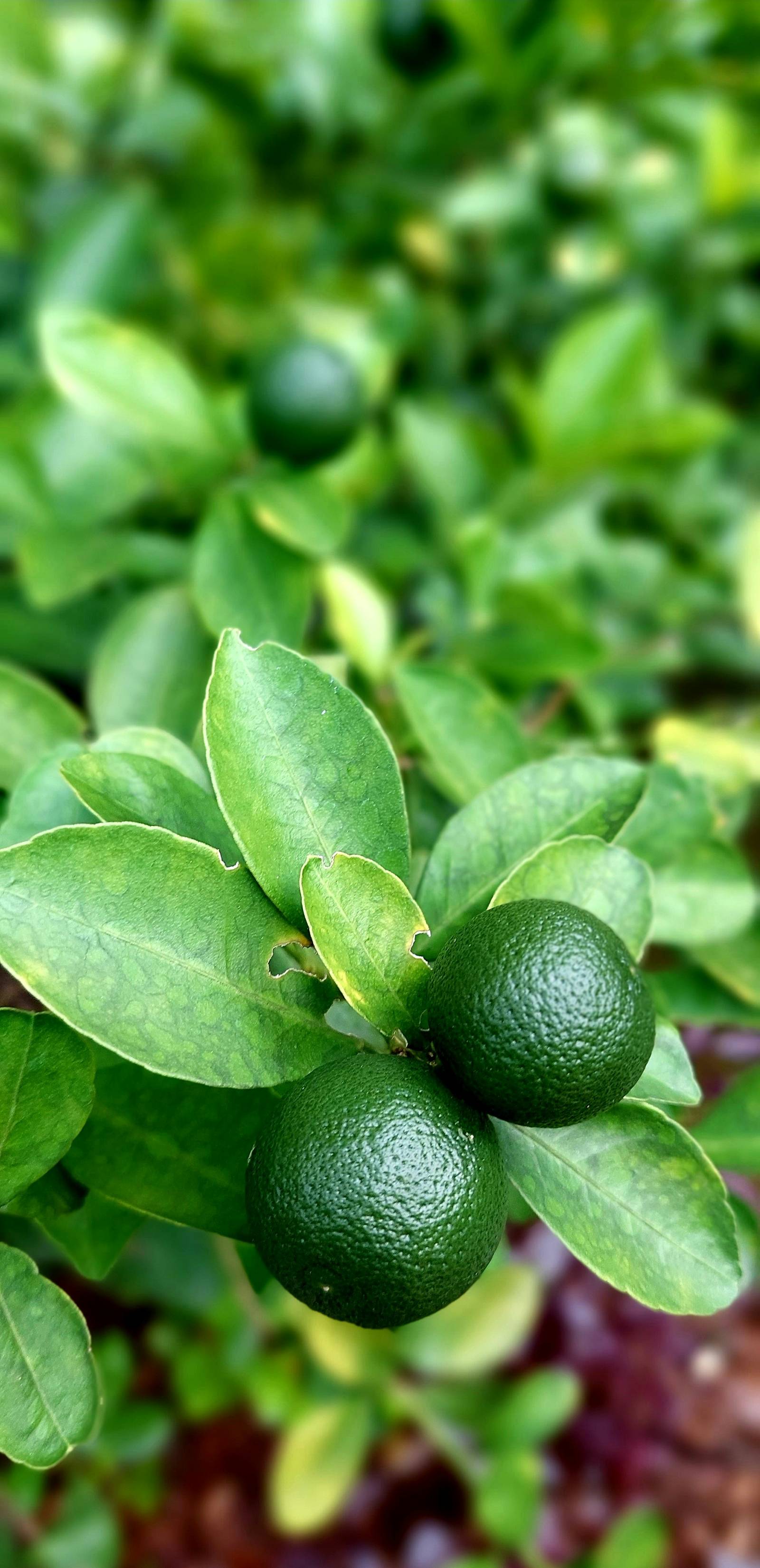 CALAMANSI is among the recommended natural ingredients used to enhance taste while promoting healthier cooking habits.