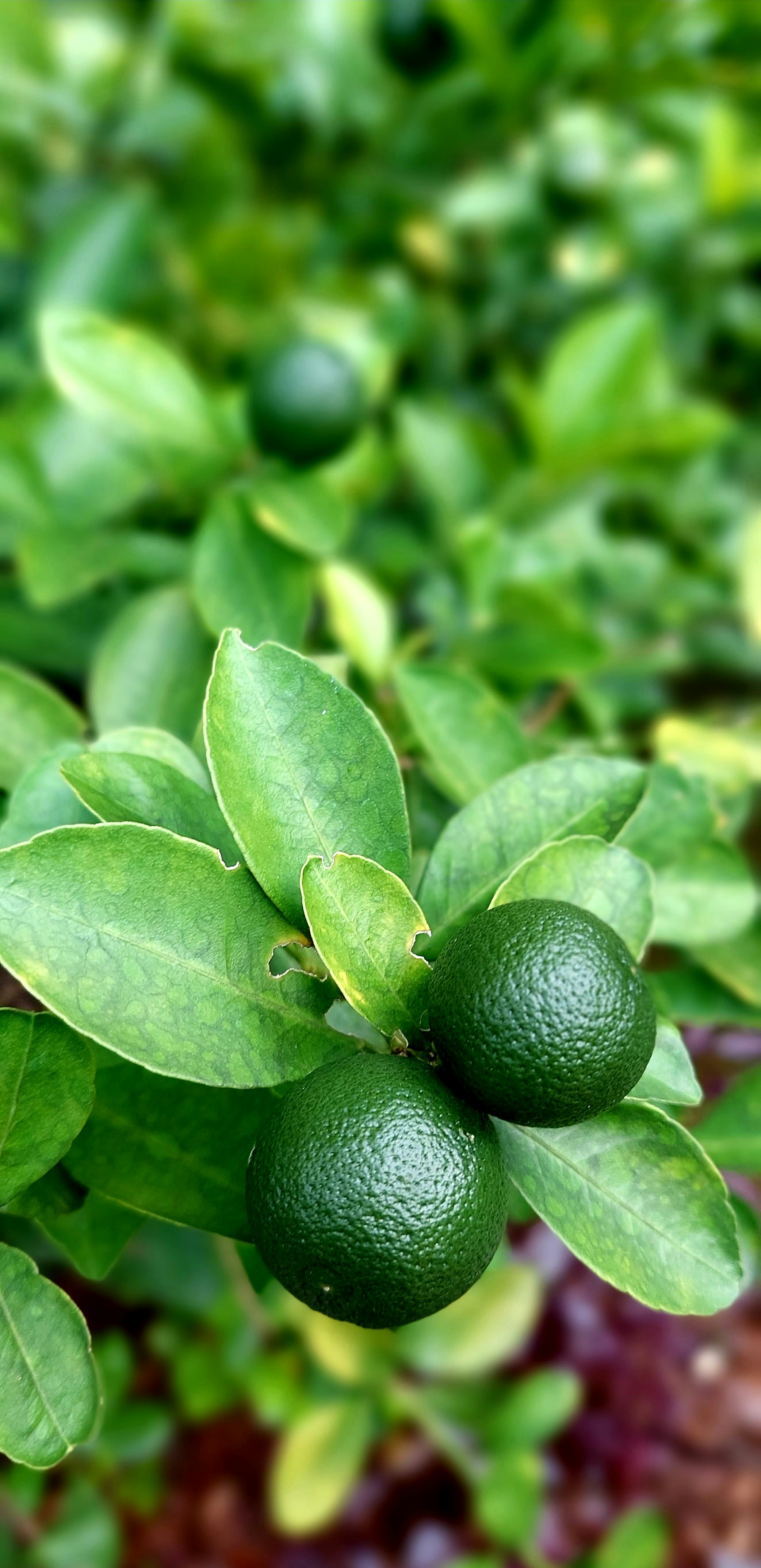 CALAMANSI is among the recommended natural ingredients used to enhance taste while promoting healthier cooking habits.