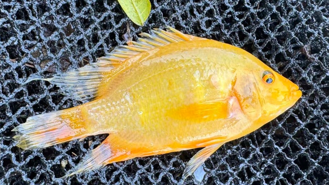 Invasive fish threatens Laguna Lake