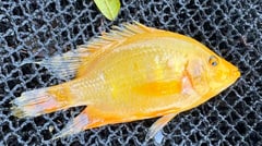 Invasive fish threatens Laguna Lake