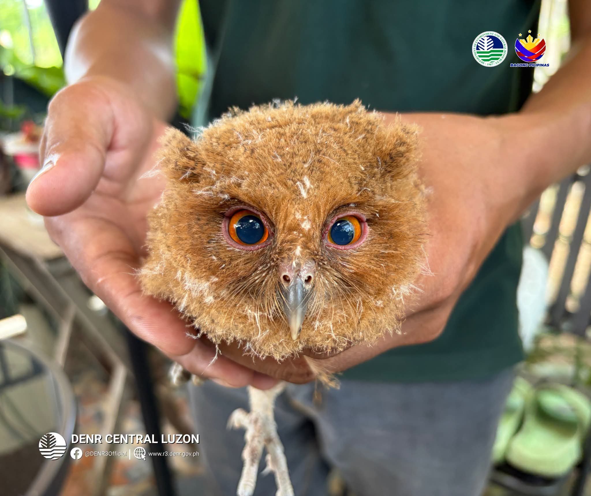 Juvenile Scops Owl rescued by concerned citizen in Bulacan