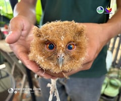 Juvenile Scops Owl rescued by concerned citizen in Bulacan