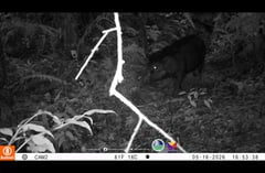 Elusive animals recorded in Davao indicative of healthy, resilient Mt. Apo