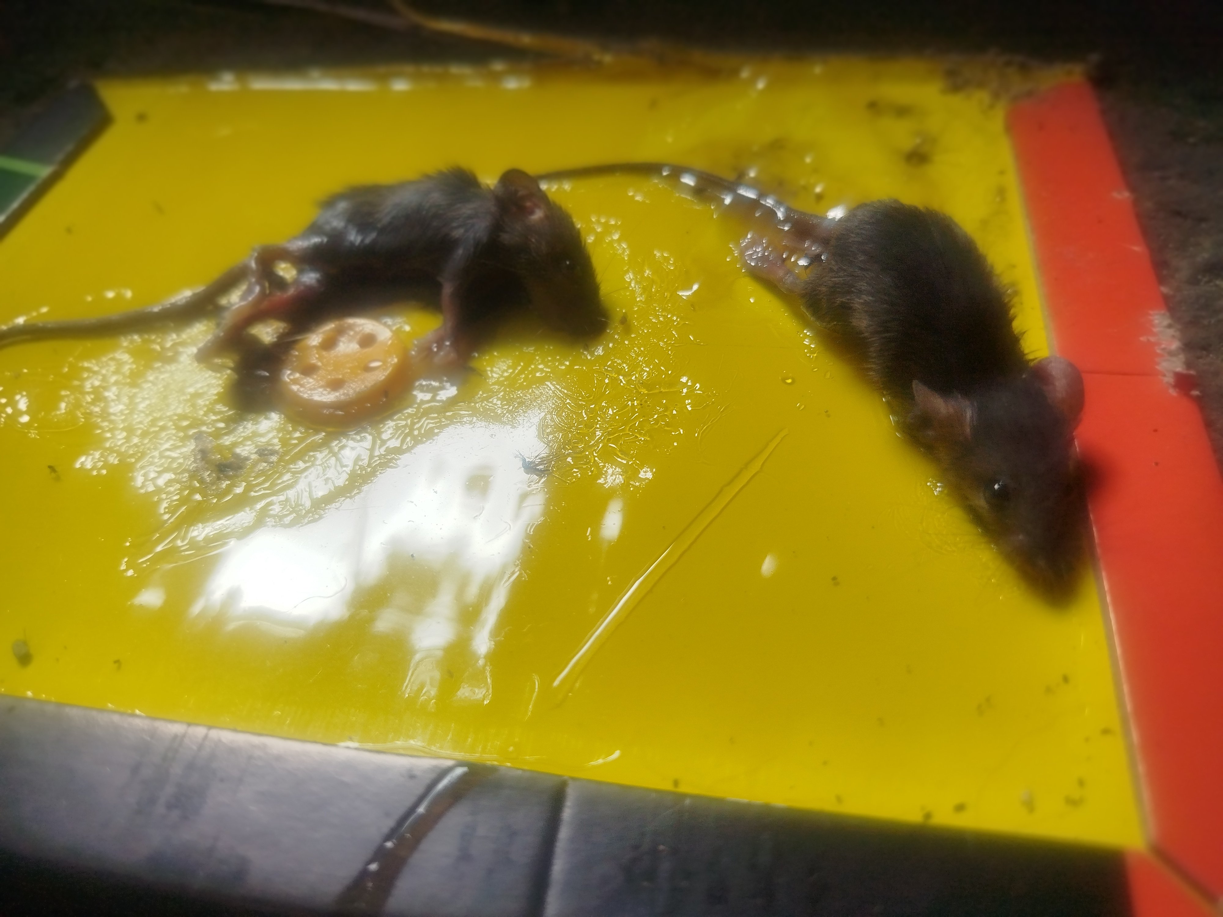 The race against rats in Baguio never stops