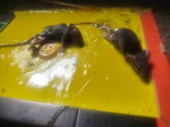 The race against rats in Baguio never stops