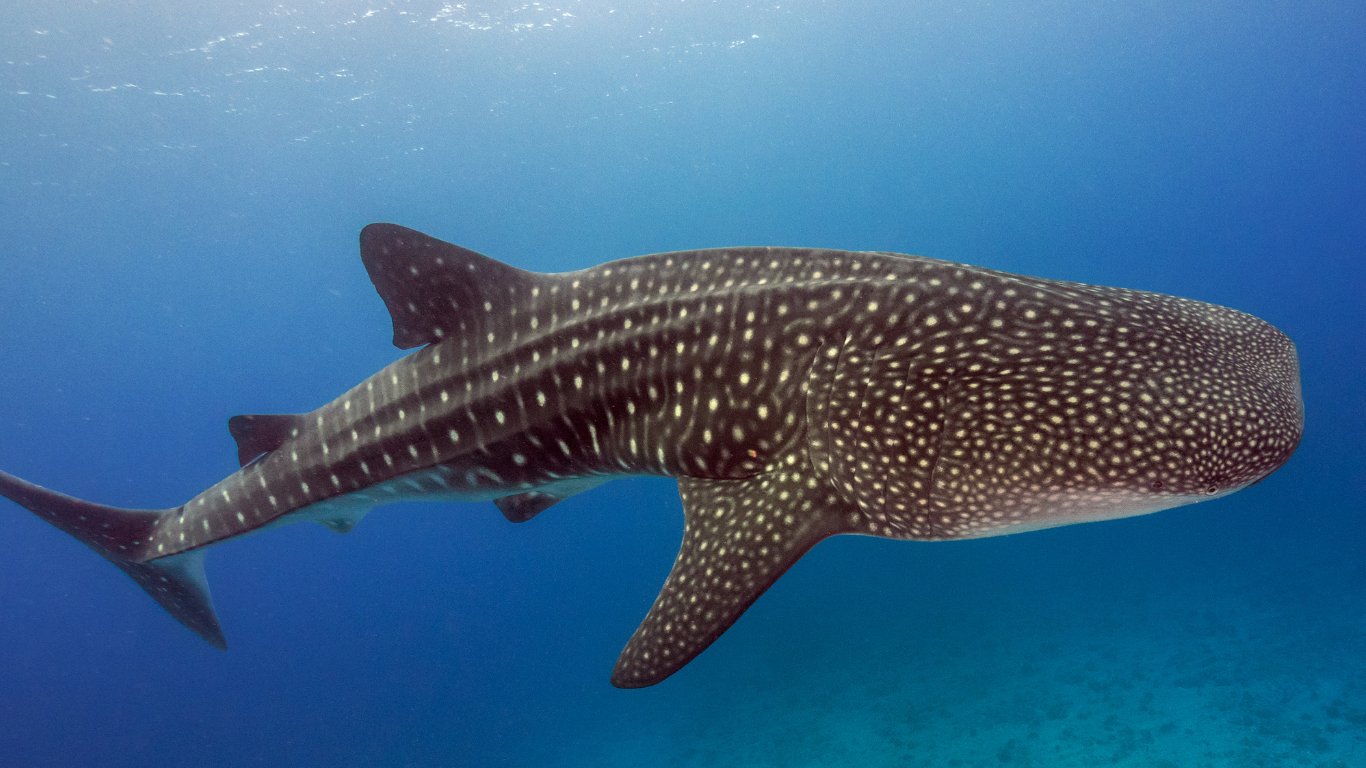 Whale shark tours launched