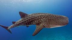 Whale shark tours launched