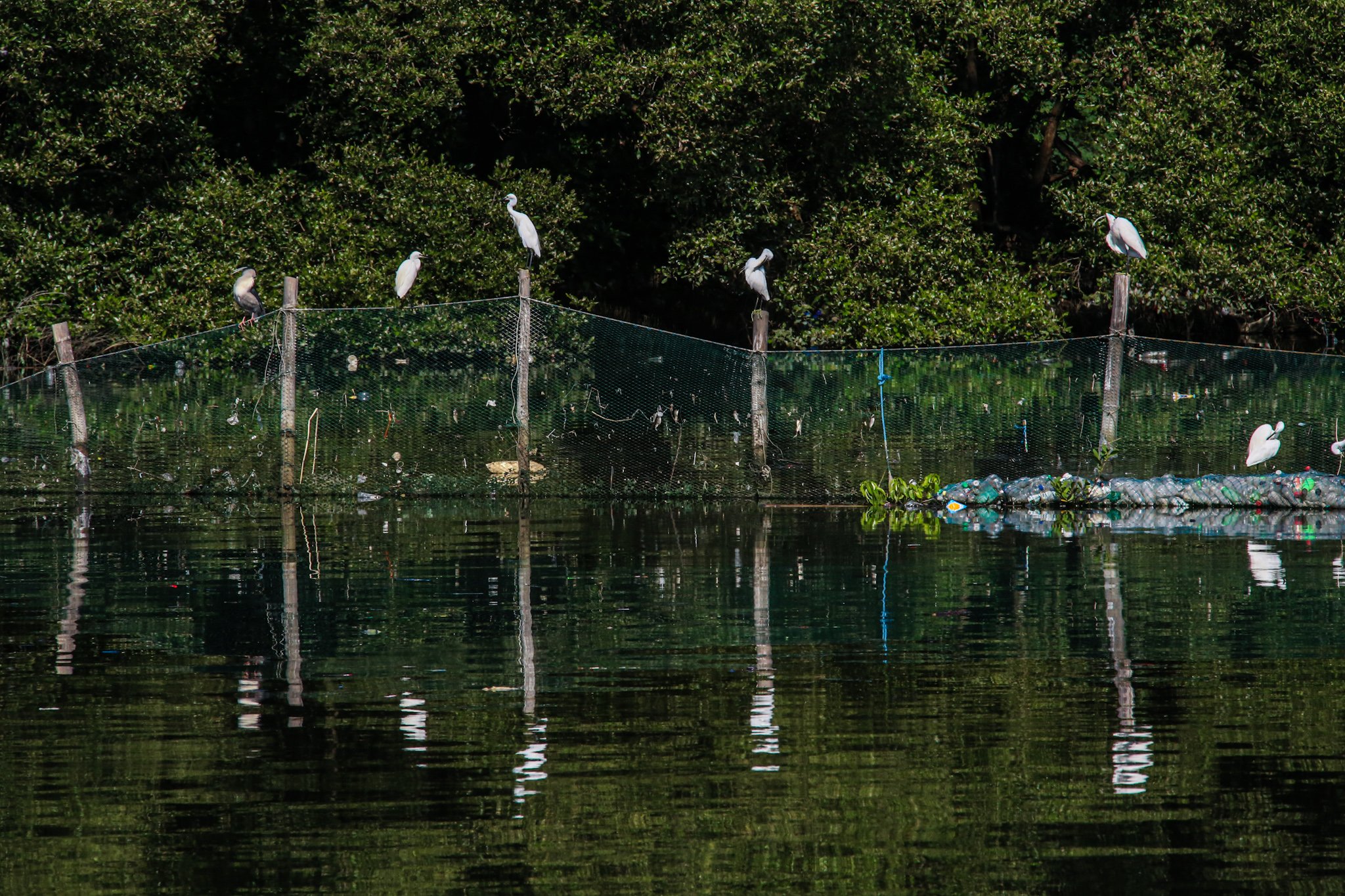 Black-crowned night herons and egrets are seen at the Las Piñas–Parañaque Wetland Park on 5 July 2026. A proposal is being considered in the Senate to relocate the bird sanctuary because of its proximity to the Ninoy Aquino International Airport (NAIA), citing concerns over bird-strike risks to aviation. The Department of Environment and Natural Resources, however, said its research indicates that bird strikes at NAIA have been linked to pigeon racing rather than the wetland's migratory birds. The Las Piñas–Parañaque Wetland Park is one of the Philippines' 10 Ramsar sites, recognized as a wetland of international importance for its role as a habitat for migratory waterbirds along the East Asian–Australasian Flyway.
