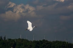 Migratory birds at Las Piñas–Parañaque Wetland Park