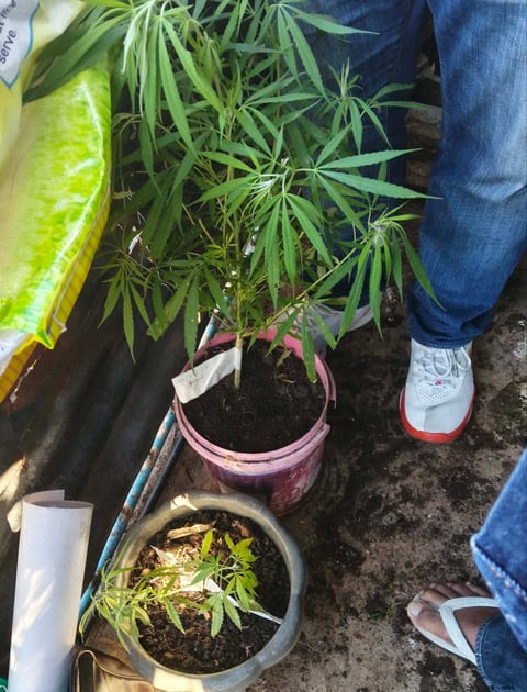 Police seize potted marijuana plants in Benguet raid