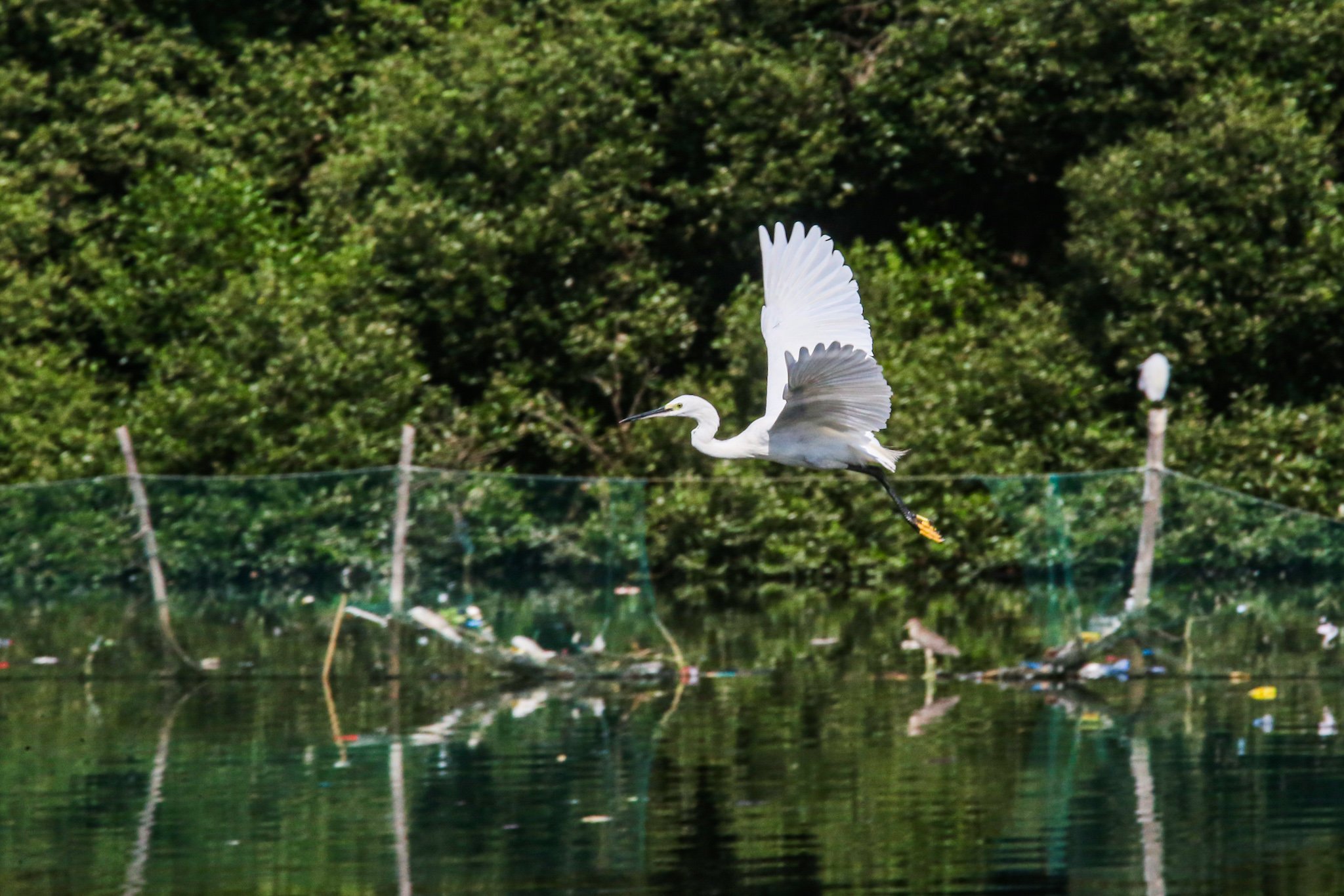 Black-crowned night herons and egrets are seen at the Las Piñas–Parañaque Wetland Park on 5 July 2026. A proposal is being considered in the Senate to relocate the bird sanctuary because of its proximity to the Ninoy Aquino International Airport (NAIA), citing concerns over bird-strike risks to aviation. The Department of Environment and Natural Resources, however, said its research indicates that bird strikes at NAIA have been linked to pigeon racing rather than the wetland's migratory birds. The Las Piñas–Parañaque Wetland Park is one of the Philippines' 10 Ramsar sites, recognized as a wetland of international importance for its role as a habitat for migratory waterbirds along the East Asian–Australasian Flyway.
