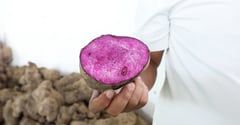DA eyes global expansion for Philippine ube
