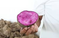 DA eyes global expansion for Philippine ube