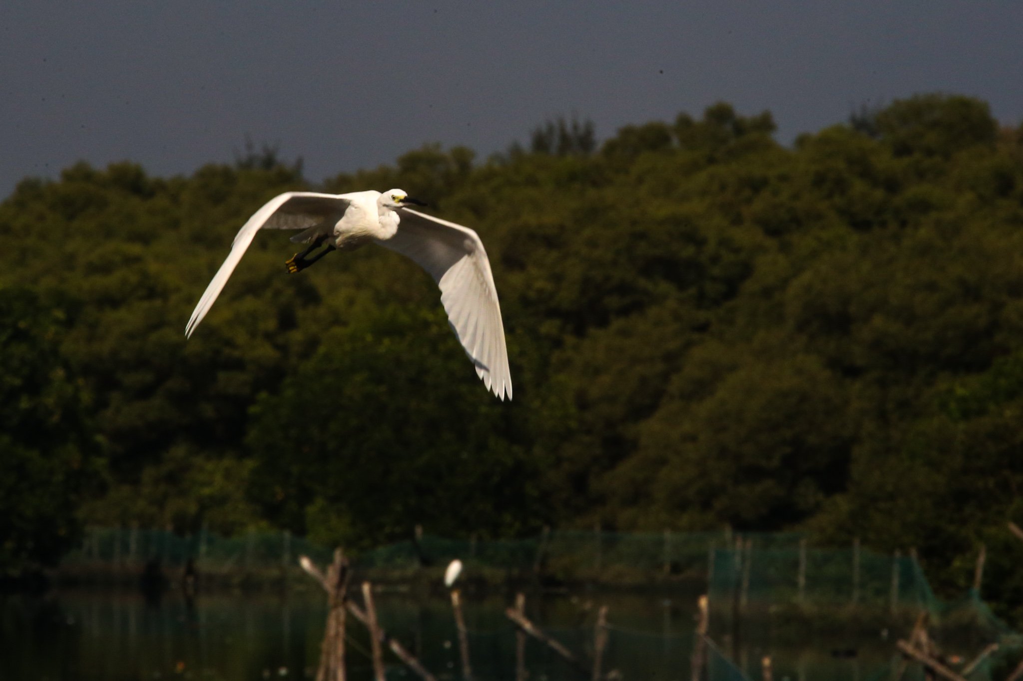 Black-crowned night herons and egrets are seen at the Las Piñas–Parañaque Wetland Park on 5 July 2026. A proposal is being considered in the Senate to relocate the bird sanctuary because of its proximity to the Ninoy Aquino International Airport (NAIA), citing concerns over bird-strike risks to aviation. The Department of Environment and Natural Resources, however, said its research indicates that bird strikes at NAIA have been linked to pigeon racing rather than the wetland's migratory birds. The Las Piñas–Parañaque Wetland Park is one of the Philippines' 10 Ramsar sites, recognized as a wetland of international importance for its role as a habitat for migratory waterbirds along the East Asian–Australasian Flyway.