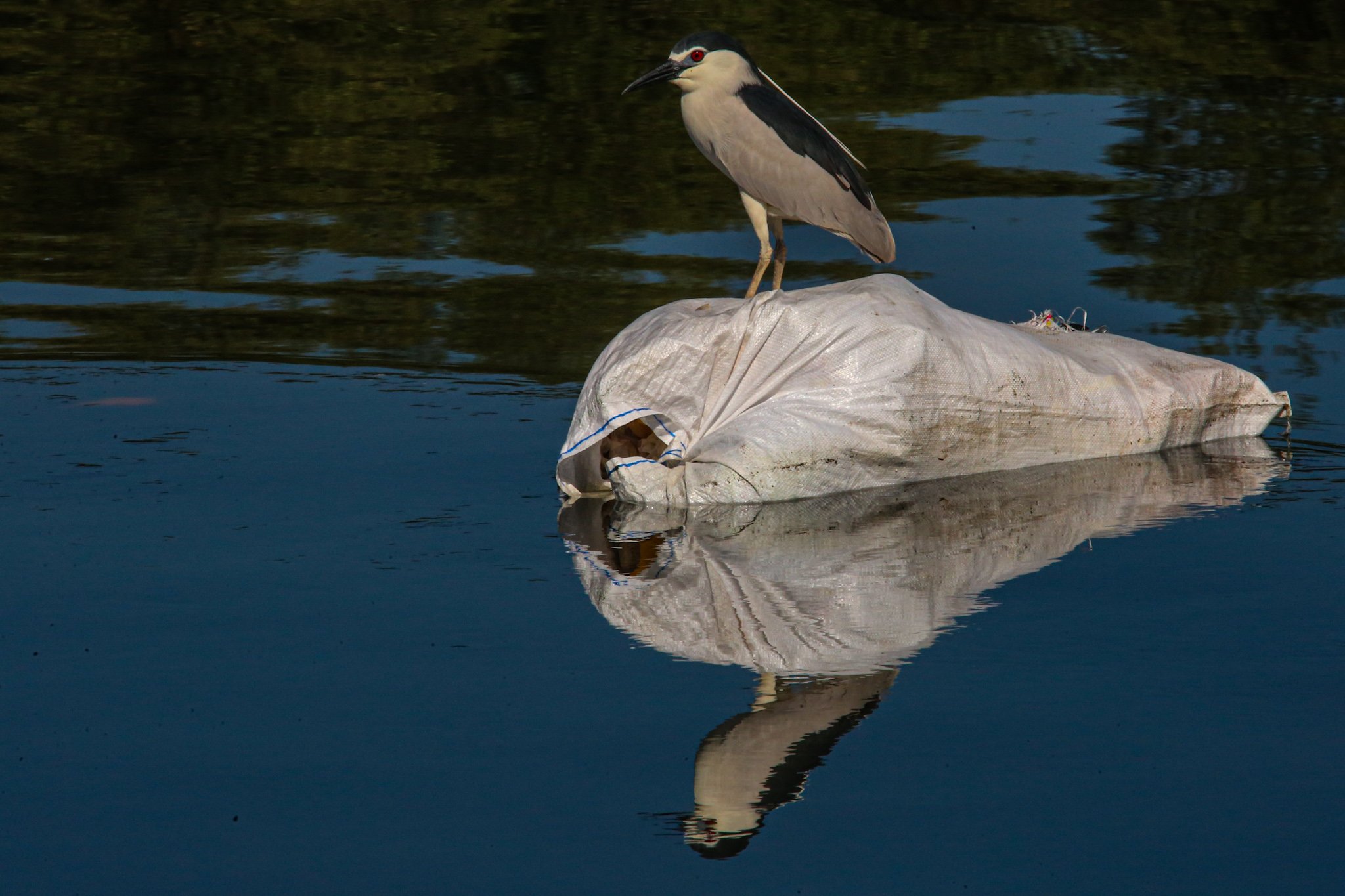 Black-crowned night herons and egrets are seen at the Las Piñas–Parañaque Wetland Park on 5 July 2026. A proposal is being considered in the Senate to relocate the bird sanctuary because of its proximity to the Ninoy Aquino International Airport (NAIA), citing concerns over bird-strike risks to aviation. The Department of Environment and Natural Resources, however, said its research indicates that bird strikes at NAIA have been linked to pigeon racing rather than the wetland's migratory birds. The Las Piñas–Parañaque Wetland Park is one of the Philippines' 10 Ramsar sites, recognized as a wetland of international importance for its role as a habitat for migratory waterbirds along the East Asian–Australasian Flyway.