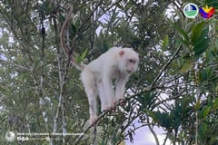 Rare white monkey spotted in Sultan Kudarat