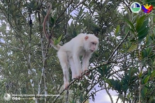 Rare white monkey spotted in Sultan Kudarat