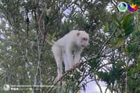 Rare white monkey spotted in Sultan Kudarat