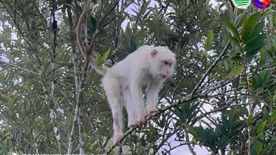 Rare white monkey spotted in Sultan Kudarat