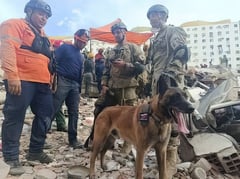 Three barks for Bart, an Argentine dog  
