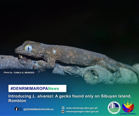 New gecko species discovered on Sibuyan Island