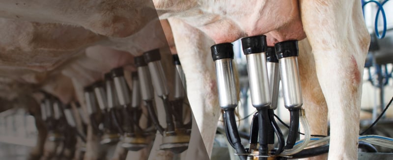 School feeding boosts dairy farmers
