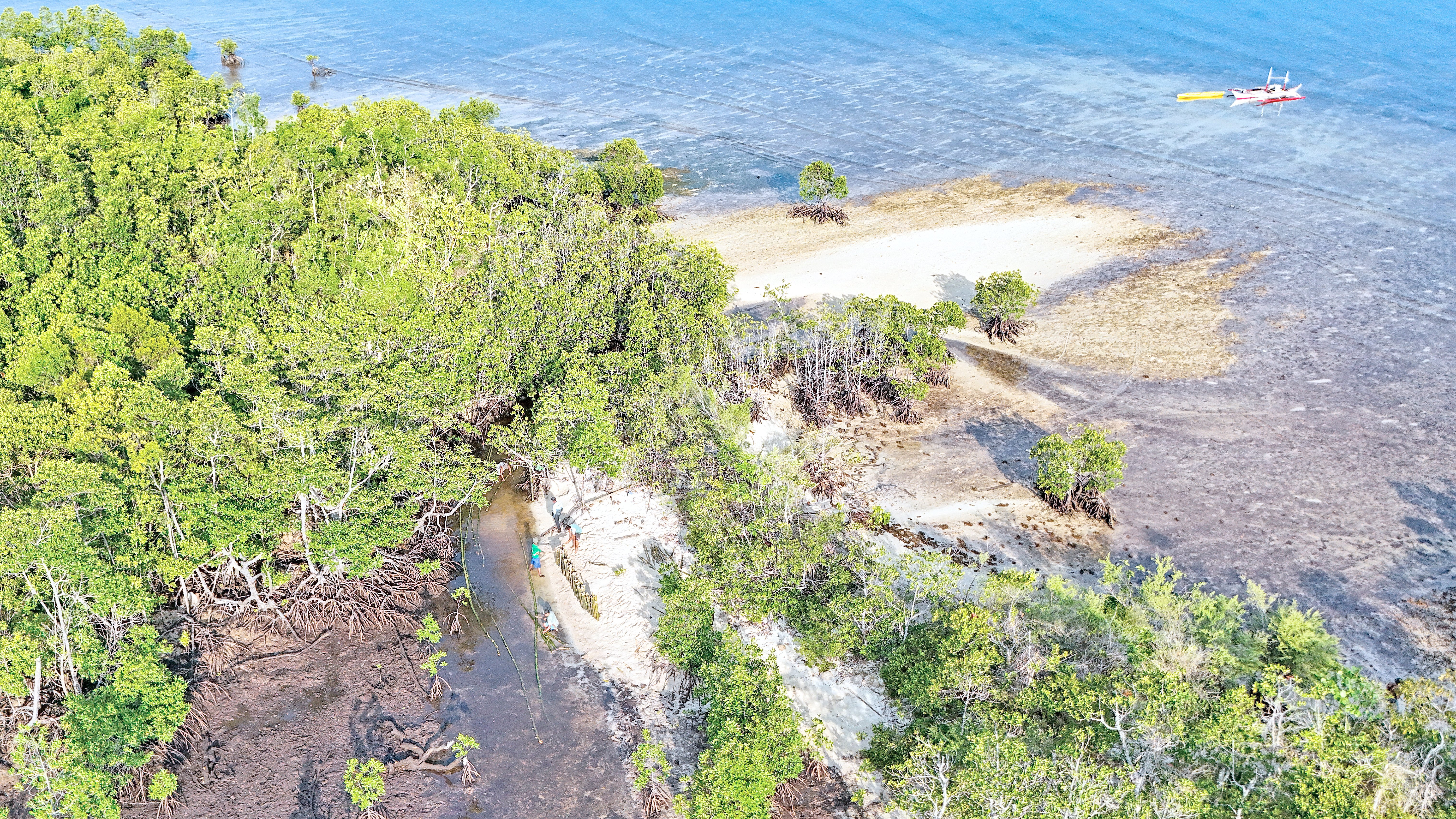 Moves saving Phl mangroves gain added traction