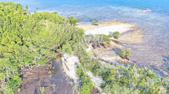 Moves saving Phl mangroves gain added traction