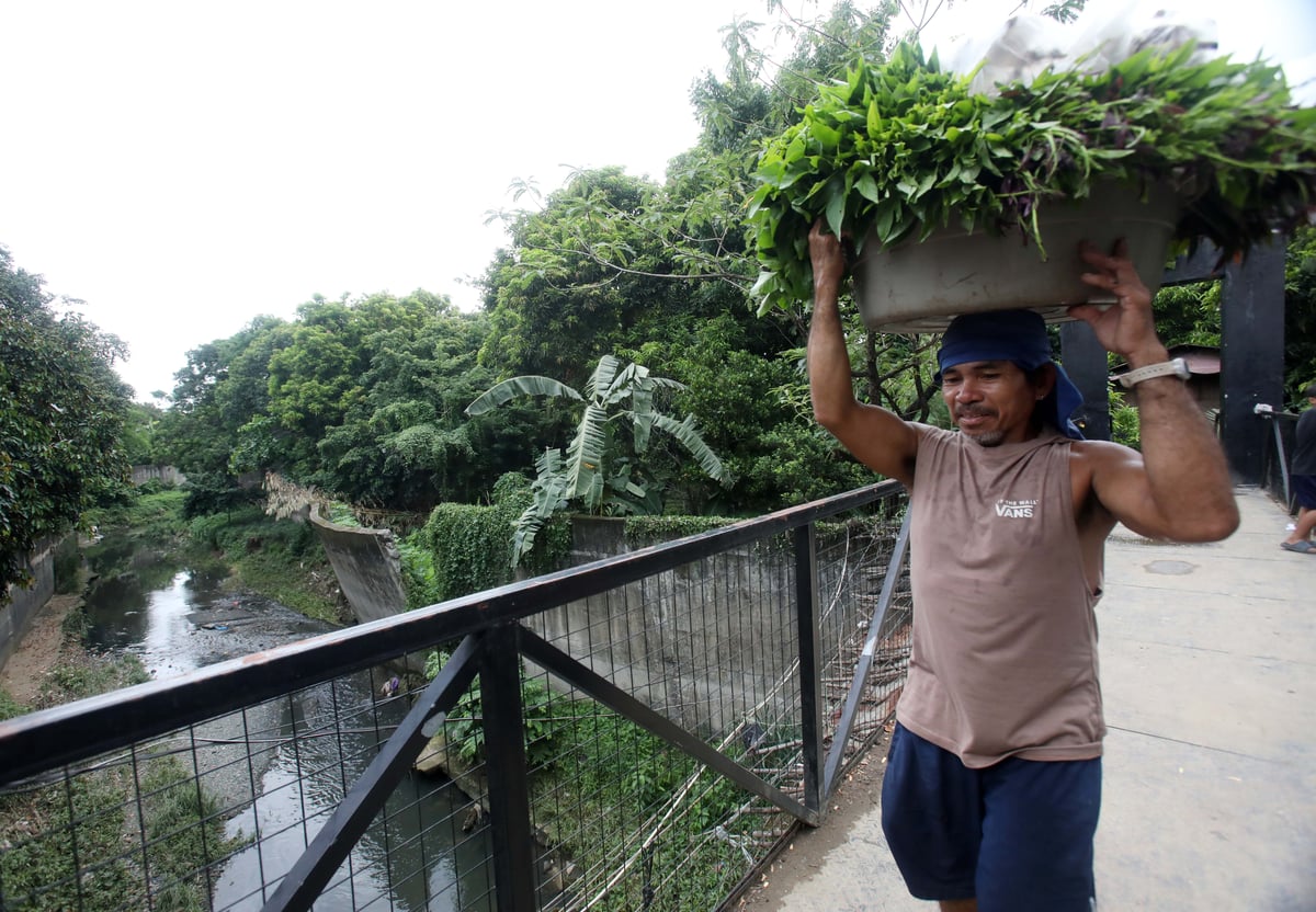 (July 10 2026) Before Typhoon Inday comes Farmers harvested their vegetables at Barangay Bagong Silangan green farm on July 10 2026, PAGASA said Inday is bringing stormy weather, heavy rains, and strong winds to Extreme Northern Luzon while enhancing the southwest monsoon (habagat) across the rest of the country. Photo/Analy Labor