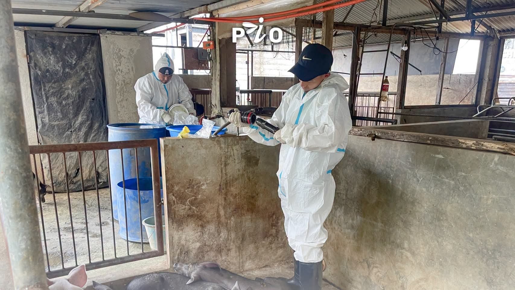 Over 70 pigs in Itogon test positive for ASF
