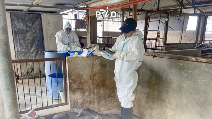 Over 70 pigs in Itogon, Benguet have tested positive for African swine fever, prompting depopulation, strict movement controls on live swine and pork products, and mass disinfection in Barangay Tuding as authorities race to contain the outbreak and protect neighboring areas.