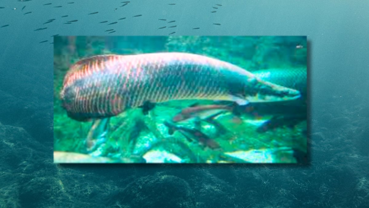 SCUTTLEBUTT: The P7 million fish mystery