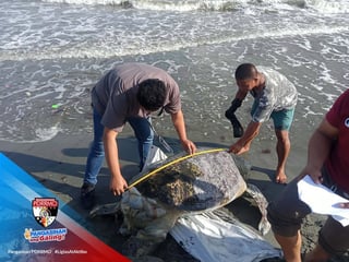 Large pawikan found lifeless on Binmaley coast