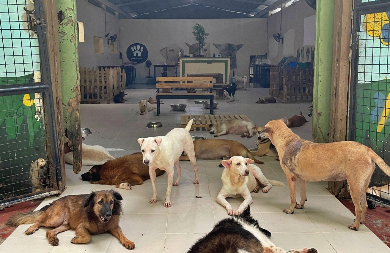 UP vice president allegedly orders impoundment of university dogs, cats