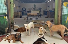 UP vice president allegedly orders impoundment of university dogs, cats