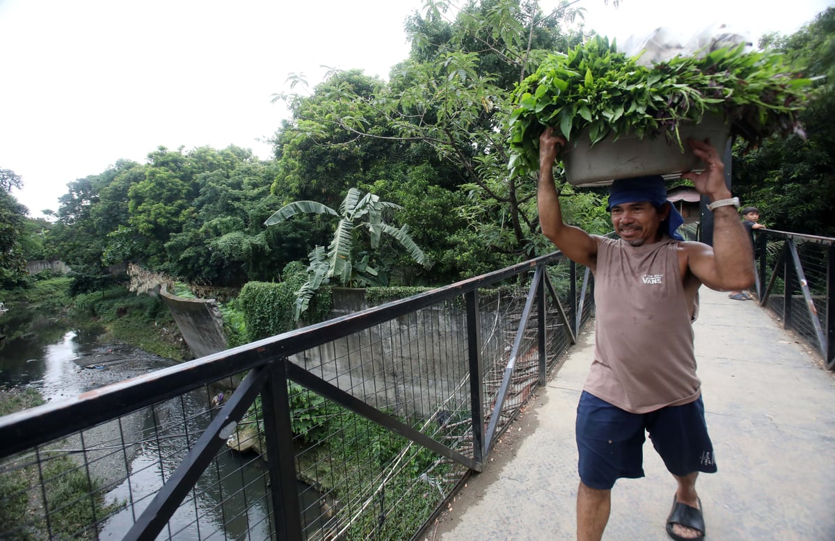 (July 10 2026) Before Typhoon Inday comes Farmers harvested their vegetables at Barangay Bagong Silangan green farm on July 10 2026, PAGASA said Inday is bringing stormy weather, heavy rains, and strong winds to Extreme Northern Luzon while enhancing the southwest monsoon (habagat) across the rest of the country. Photo/Analy Labor