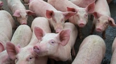 Benguet town restricts hog movement amid ASF cases