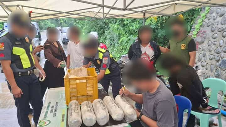Two arrested as authorities seize P600,000 worth of marijuana in Ilocos Sur ops
