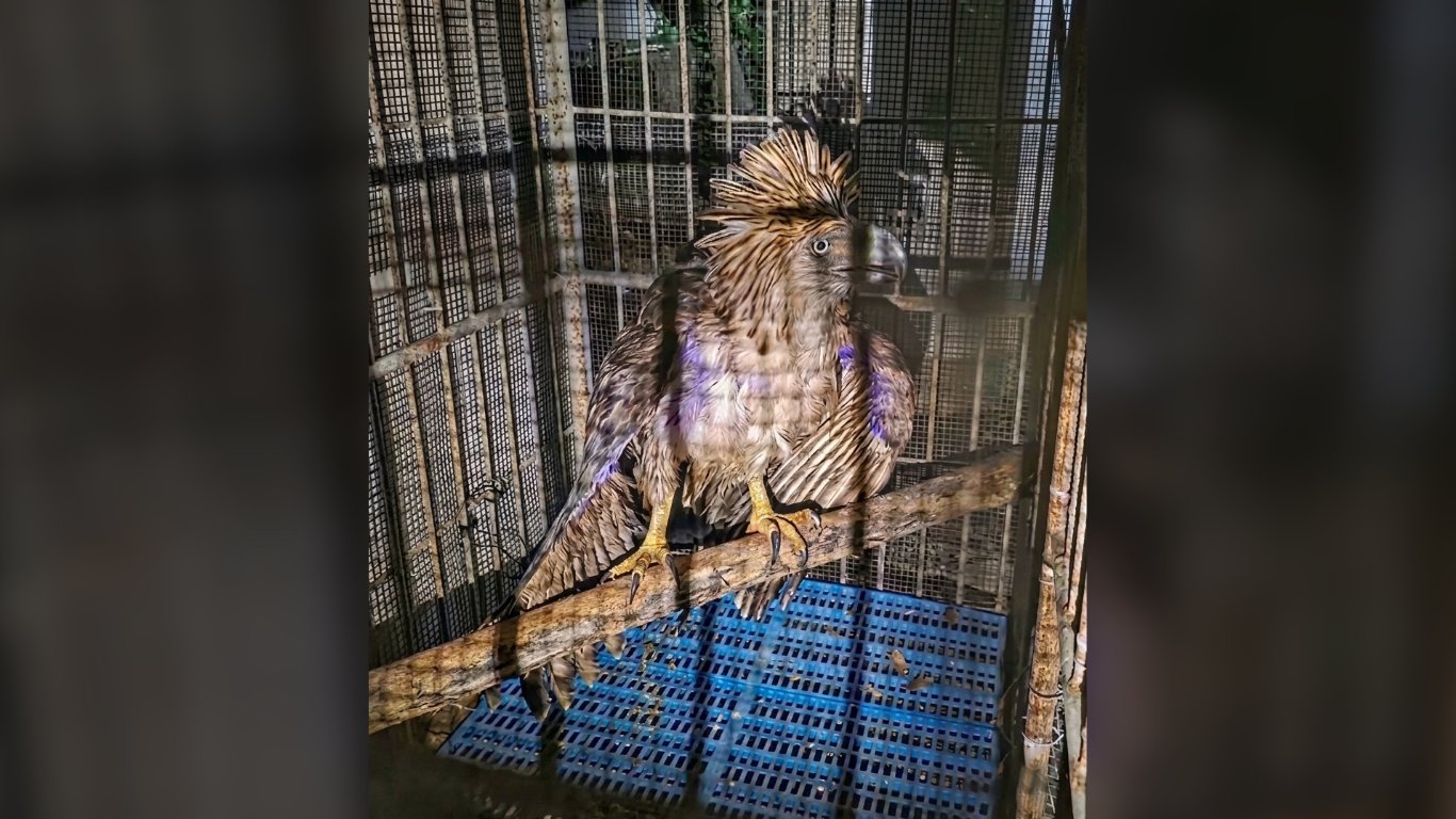 Pellet-hit Philippine Eagle saved