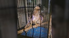 Pellet-hit Philippine Eagle saved