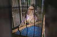 PHILIPPINE Eagle Sawaga-Dalwangan rests inside a holding cage after undergoing initial wound cleaning and emergency treatment for suspected pellet wounds and a severe maggot infestation. The critically endangered raptor is now under intensive veterinary care as it fights for survival.