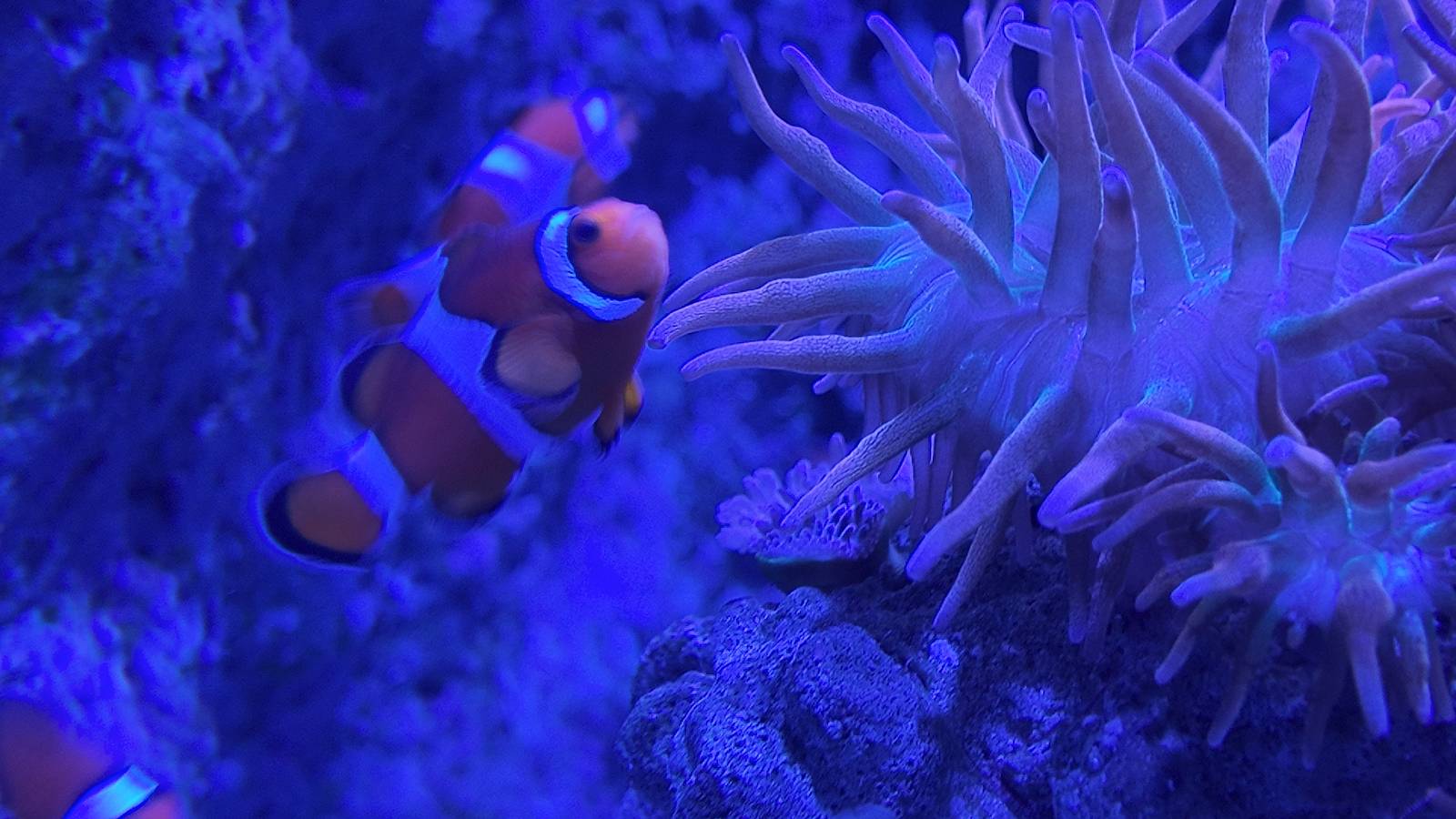 Made famous by ‘Finding Nemo,’ the clownfish (Ocellaris clownfish) is best known for living among sea anemones.